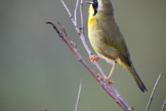 BW-Common.Yellowthroat