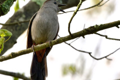 BW-Gray-Catbird