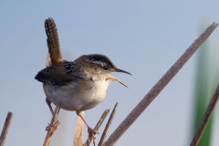 BW-Marsh-Wren