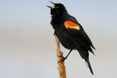 BW-Red-winged-blackbird