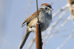 BW-Swamp-Sparrow