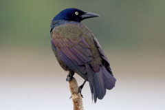 BW-commongrackle
